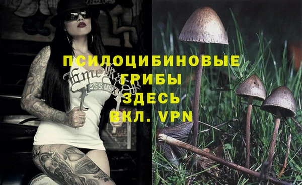стафф Алзамай